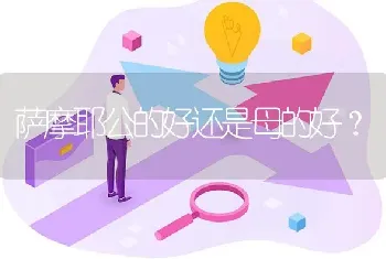 萨摩耶公的好还是母的好？