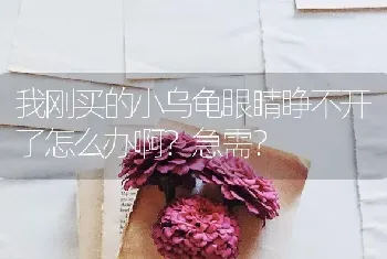 我刚买的小乌龟眼睛睁不开了怎么办啊？急需？