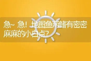 急~急！地图鱼两鳍有密密麻麻的小白点？