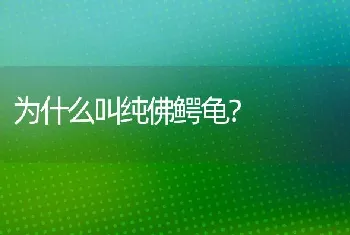 为什么叫纯佛鳄龟？