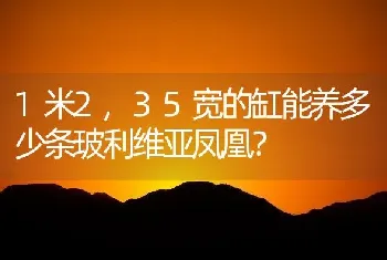 1米2,35宽的缸能养多少条玻利维亚凤凰？