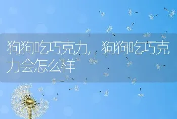 狗狗吃巧克力，狗狗吃巧克力会怎么样