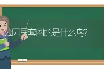 公园里套圈的是什么鸟？