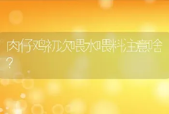 肉仔鸡初次喂水喂料注意啥？