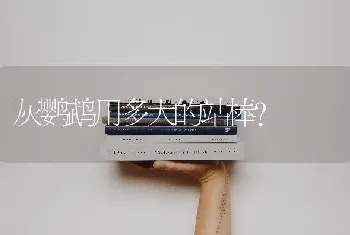 灰鹦鹉用多大的站棒？