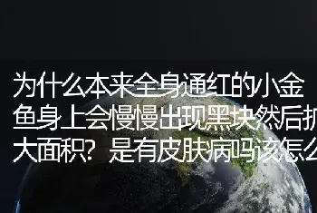 为什么本来全身通红的小金鱼身上会慢慢出现黑块然后扩大面积？是有皮肤病吗该怎么办？