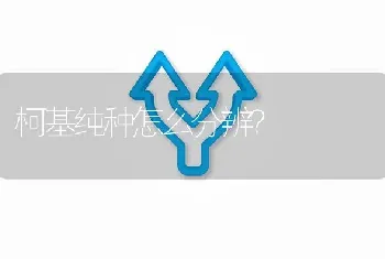 柯基纯种怎么分辨？