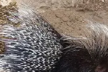 豪猪交配繁殖过程浅析