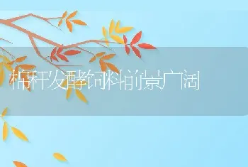 广东捕鱼新招：吊网法捕鱼