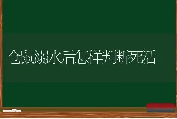 仓鼠溺水后怎样判断死活