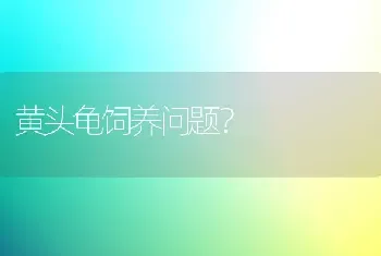 黄头龟饲养问题？