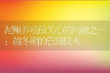 泥鳅养殖最关心的问题之一：越冬期的管理技术