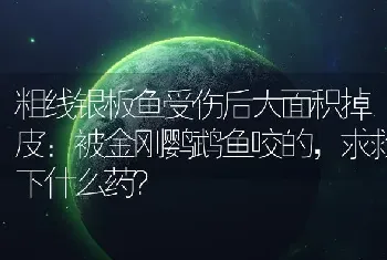 粗线银板鱼受伤后大面积掉皮：被金刚鹦鹉鱼咬的，求救下什么药？