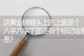 这黄金锦鲤头上的上面是个八字八字下面还有个标记啥意思？