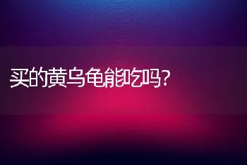 六年的金毛相当于人的几岁？