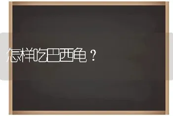 怎样吃巴西龟？