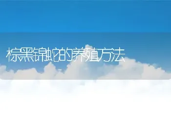 棕黑锦蛇的养殖方法