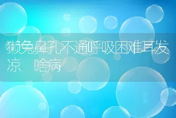 獭兔鼻孔不通呼吸困难耳发凉 啥病