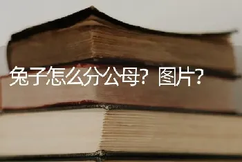 兔子怎么分公母？图片？