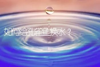 如何给孔雀鱼换水？