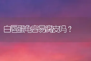 白唇蛋龟容易腐皮吗？