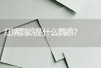 红嘴鹦鹉是什么鹦鹉？