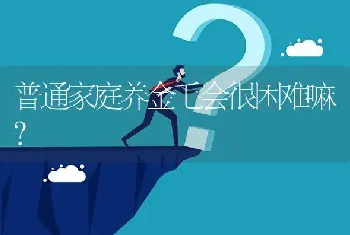 普通家庭养金毛会很困难嘛？