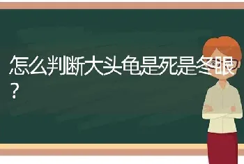 怎么判断大头龟是死是冬眼？