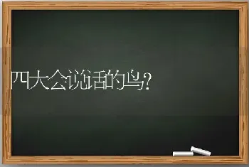 四大会说话的鸟？