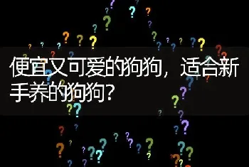 便宜又可爱的狗狗，适合新手养的狗狗？