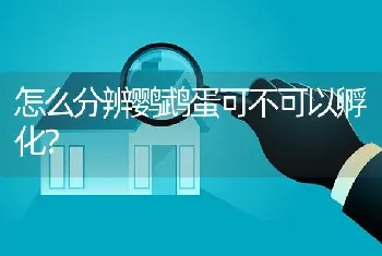 怎么分辨鹦鹉蛋可不可以孵化？