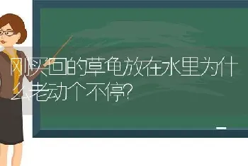 刚买回的草龟放在水里为什么老动个不停？