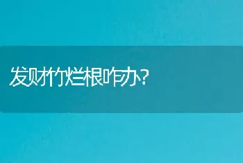 发财竹烂根咋办？