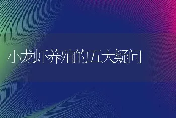 小龙虾养殖的五大疑问