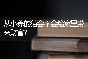 从小养的猫会不会给家里带来财富？