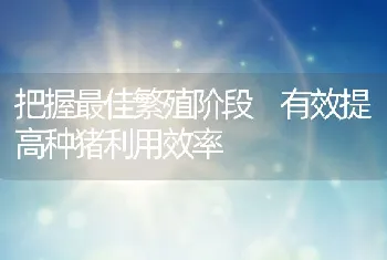 把握最佳繁殖阶段有效提高种猪利用效率