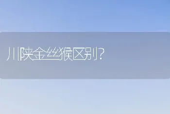 川陕金丝猴区别？