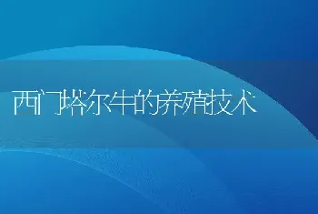 西门塔尔牛的养殖技术