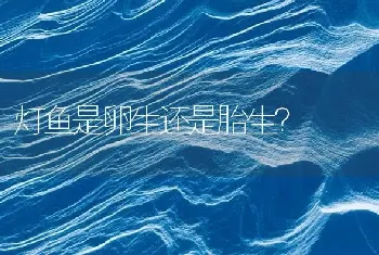 灯鱼是卵生还是胎生？