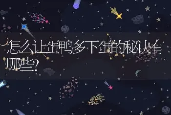 怎么让蛋鸭多下蛋的秘诀有哪些？