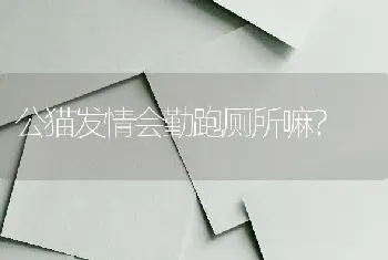 公猫发情会勤跑厕所嘛？