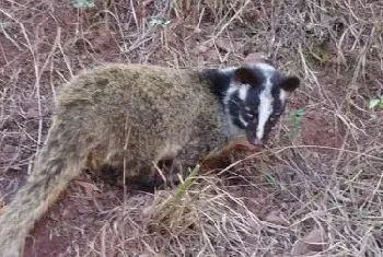 果子狸消毒室和兽医室消毒室