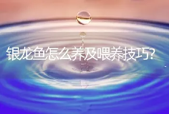 银龙鱼怎么养及喂养技巧？