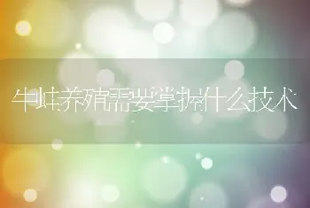 牛蛙养殖需要掌握什么技术