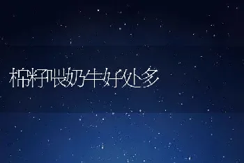 棉籽喂奶牛好处多