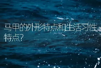 马甲的外形特点和生活习性特点？