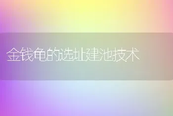 金钱龟的选址建池技术