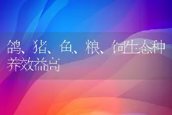 鸽、猪、鱼、粮、饲生态种养效益高