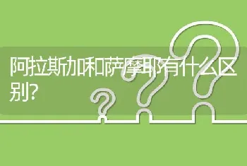 阿拉斯加和萨摩耶有什么区别？