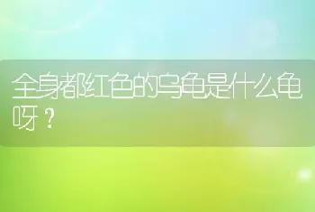 全身都红色的乌龟是什么龟呀？